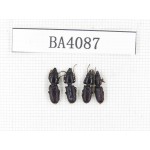 Coleoptera sp. China, Yunnan, Nujiang, N of Mt.Biluoxueshan. 4Pcs. BA4087.