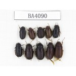 Melolonthidae sp. China, Yunnan, Nujiang, N of Mt.Biluoxueshan. 10Pcs. BA4090.