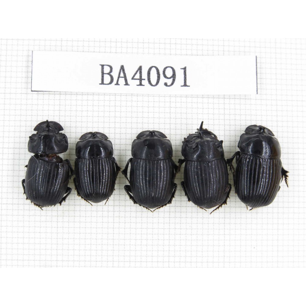 Geotrupidae sp. China, Yunnan, Nujiang, N of Mt.Biluoxueshan. 5Pcs. BA4091.