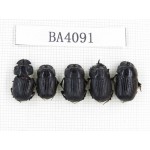 Geotrupidae sp. China, Yunnan, Nujiang, N of Mt.Biluoxueshan. 5Pcs. BA4091.
