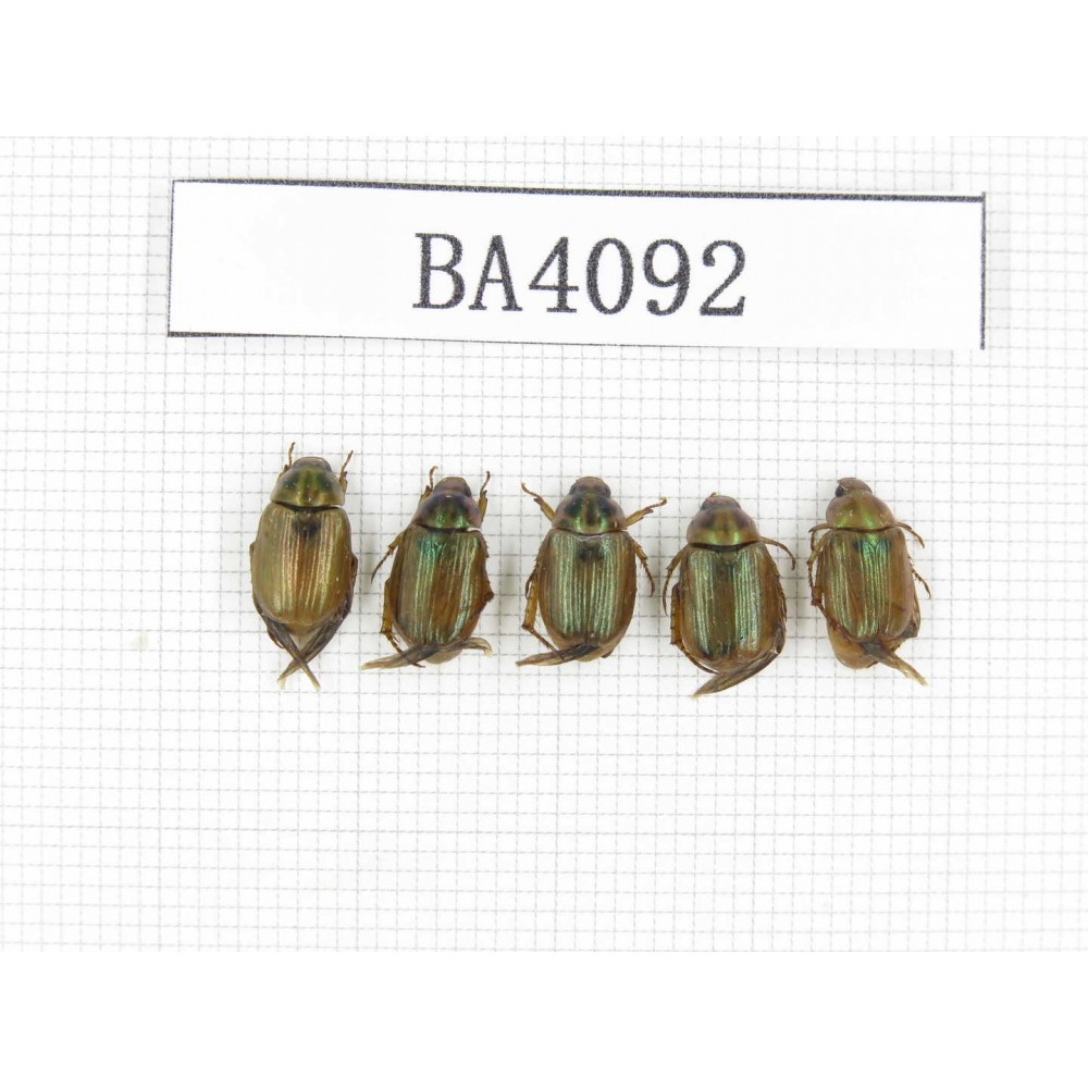 Rutelidae sp. China, Yunnan, Nujiang, N of Mt.Biluoxueshan. 5Pcs. BA4092.