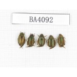 Rutelidae sp. China, Yunnan, Nujiang, N of Mt.Biluoxueshan. 5Pcs. BA4092.