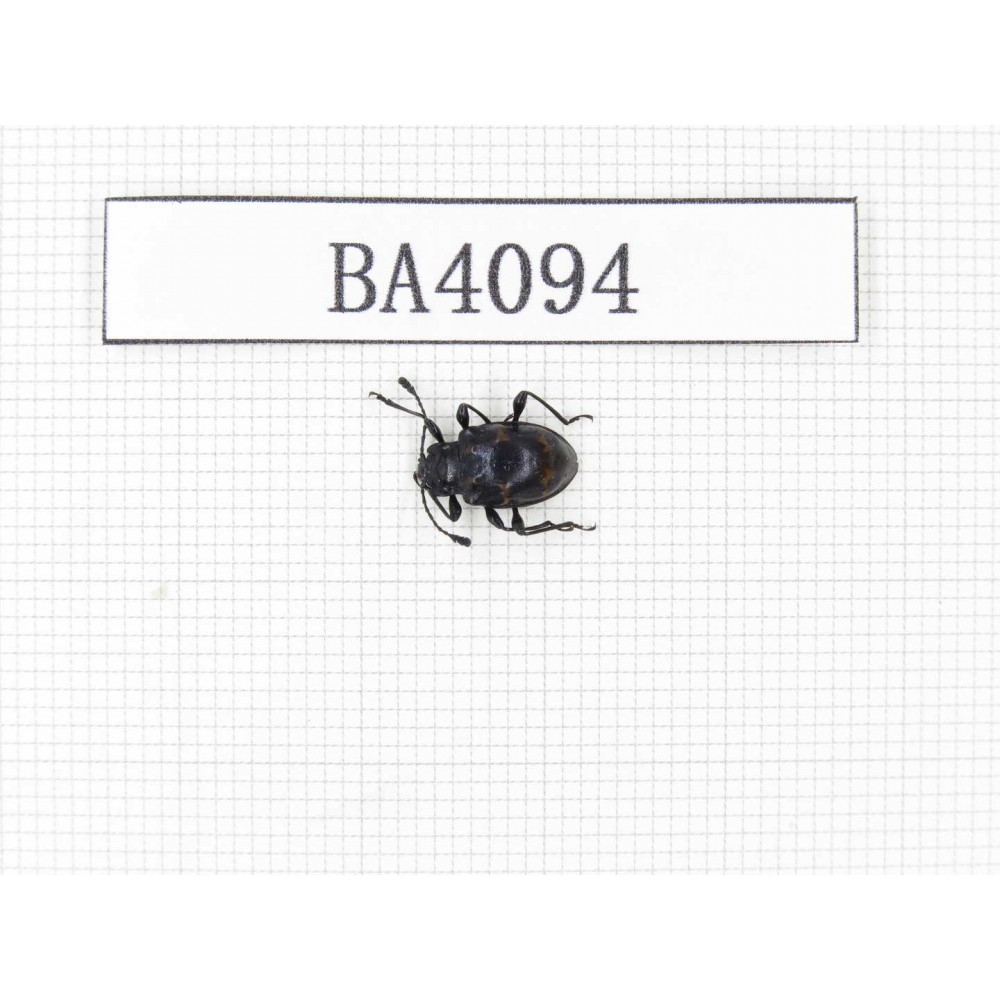 Coleoptera sp. China, Yunnan, Nujiang, N of Mt.Biluoxueshan. 1Pcs. BA4094.