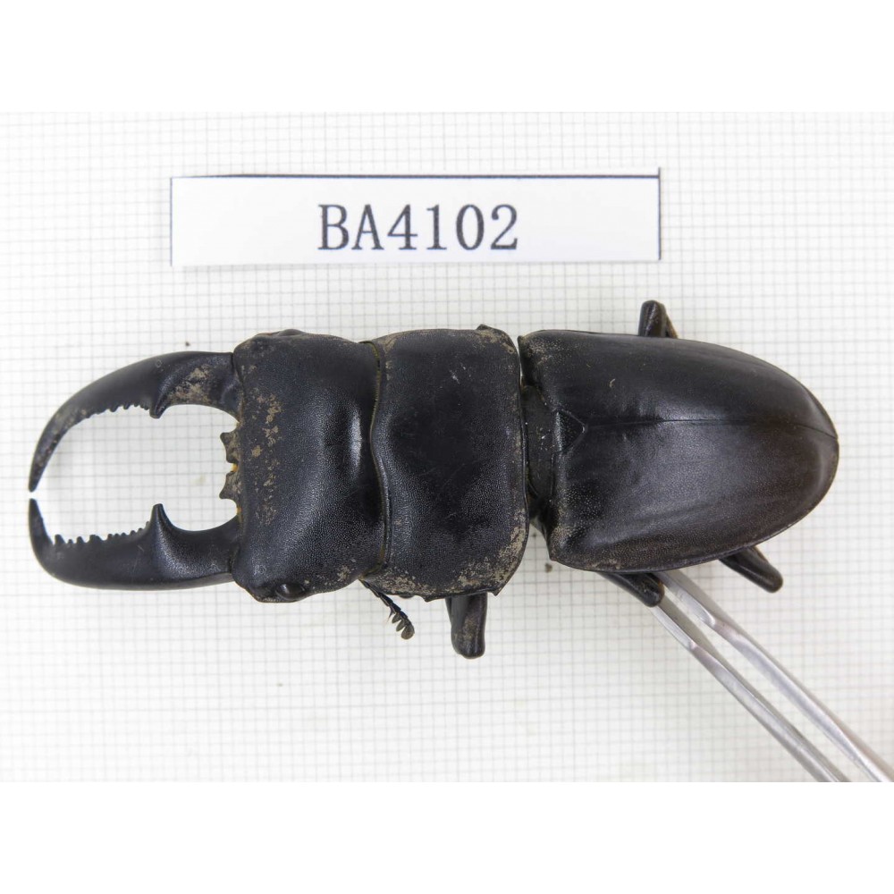Dorcus sp. China, Yunnan, Honghe, Pingbian county. 1M. BA4102.
