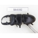 Dorcus sp. China, Yunnan, Honghe, Pingbian county. 1M. BA4102.