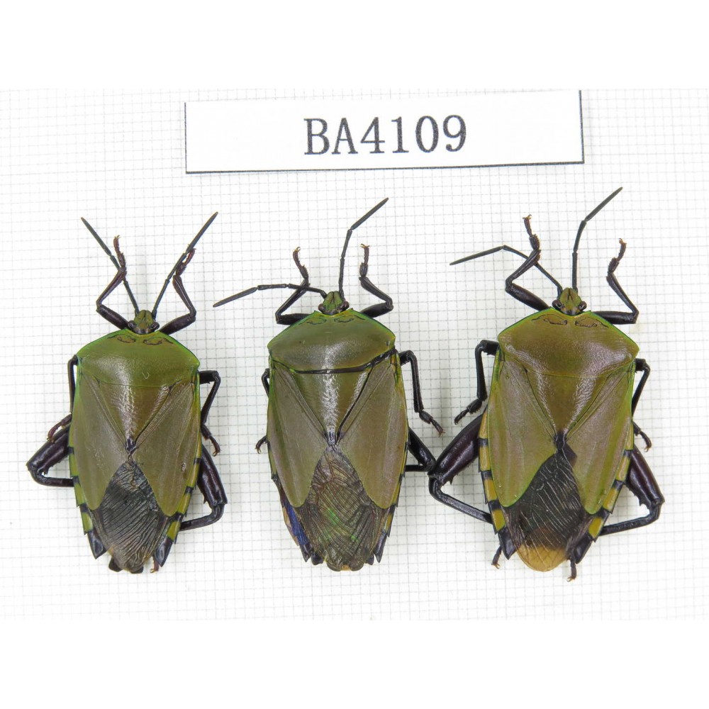 Hemiptera sp. China, Yunnan, Honghe, Jinping county. 3Pcs. BA4109.