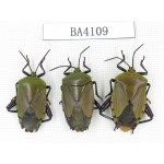 Hemiptera sp. China, Yunnan, Honghe, Jinping county. 3Pcs. BA4109.