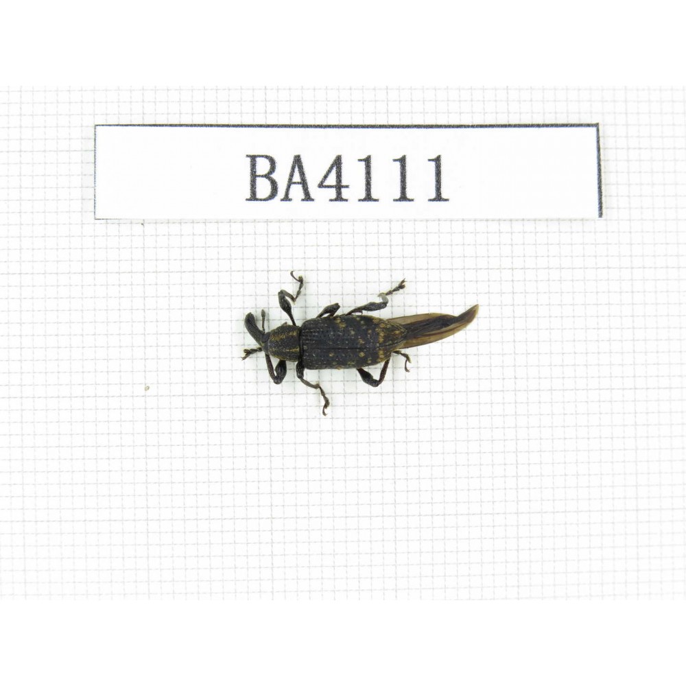 Curculionidae sp. China, Yunnan, Honghe, Jinping county. 1Pcs. BA4111.