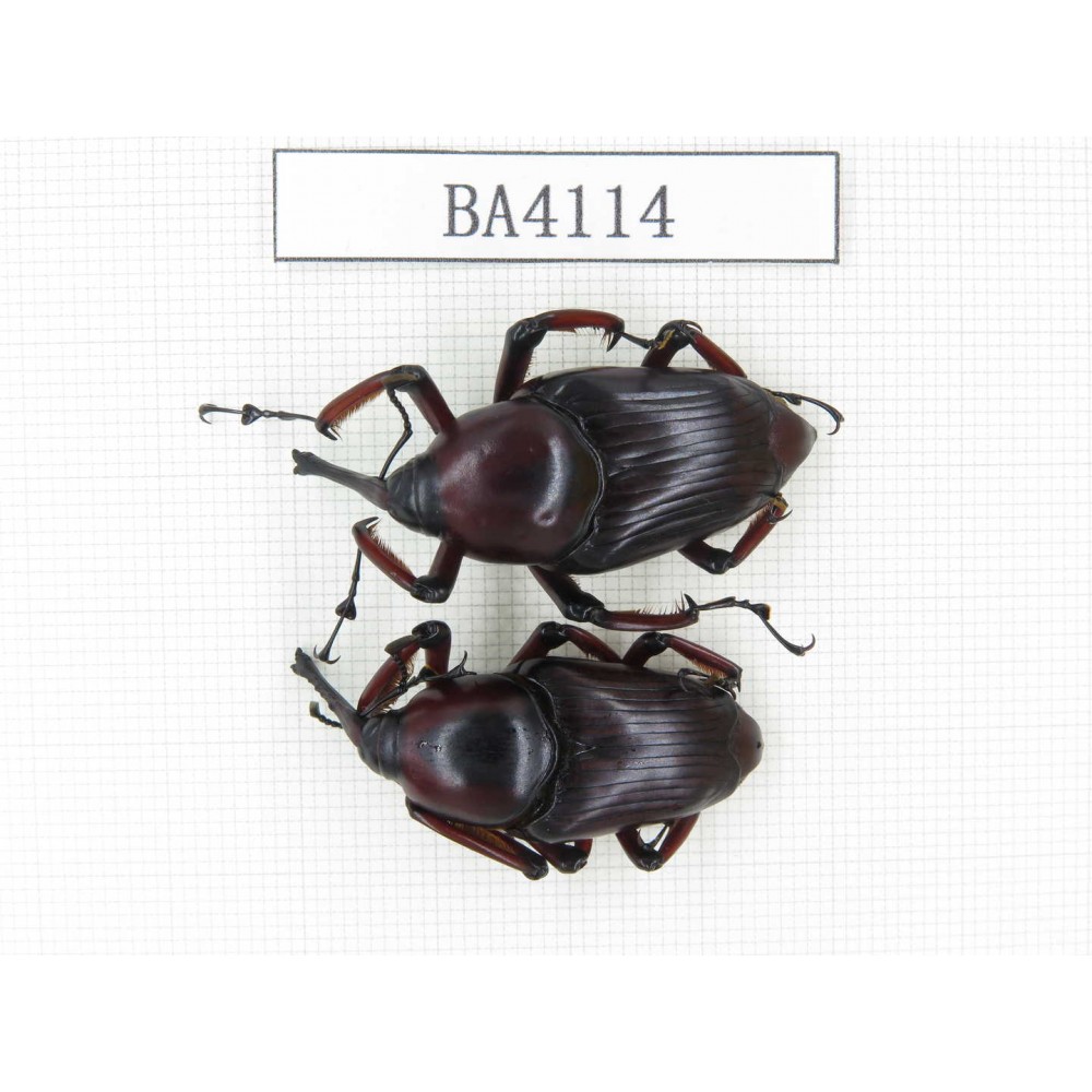 Curculionidae sp. China, Yunnan, Honghe, Jinping county. 2Pcs. BA4114.