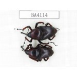 Curculionidae sp. China, Yunnan, Honghe, Jinping county. 2Pcs. BA4114.