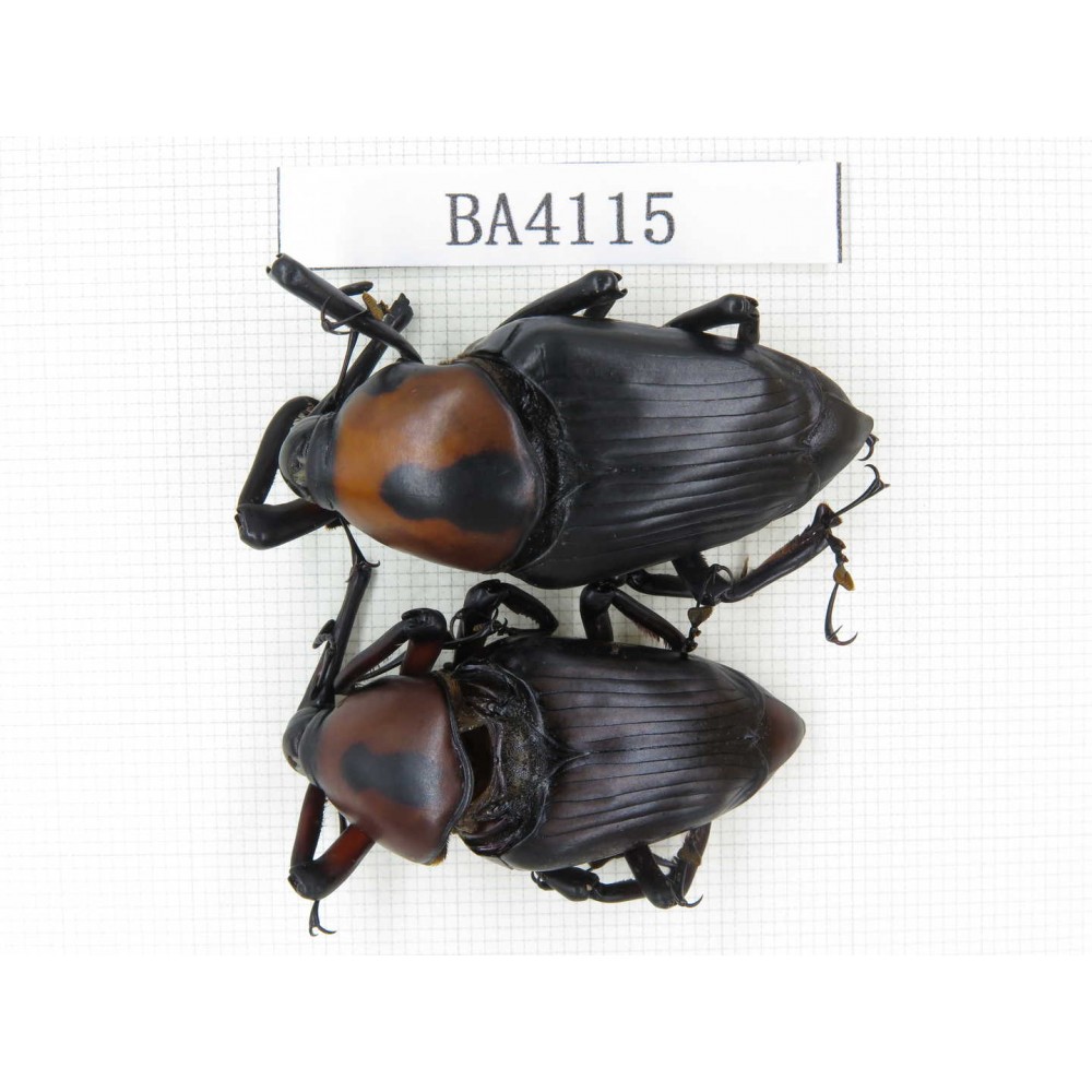 Curculionidae sp. China, Yunnan, Honghe, Jinping county. 2Pcs. BA4115.