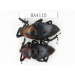 Curculionidae sp. China, Yunnan, Honghe, Jinping county. 2Pcs. BA4115.