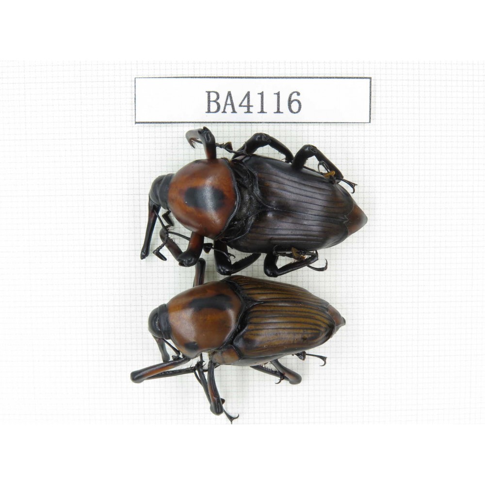 Curculionidae sp. China, Yunnan, Honghe, Jinping county. 2Pcs. BA4116.