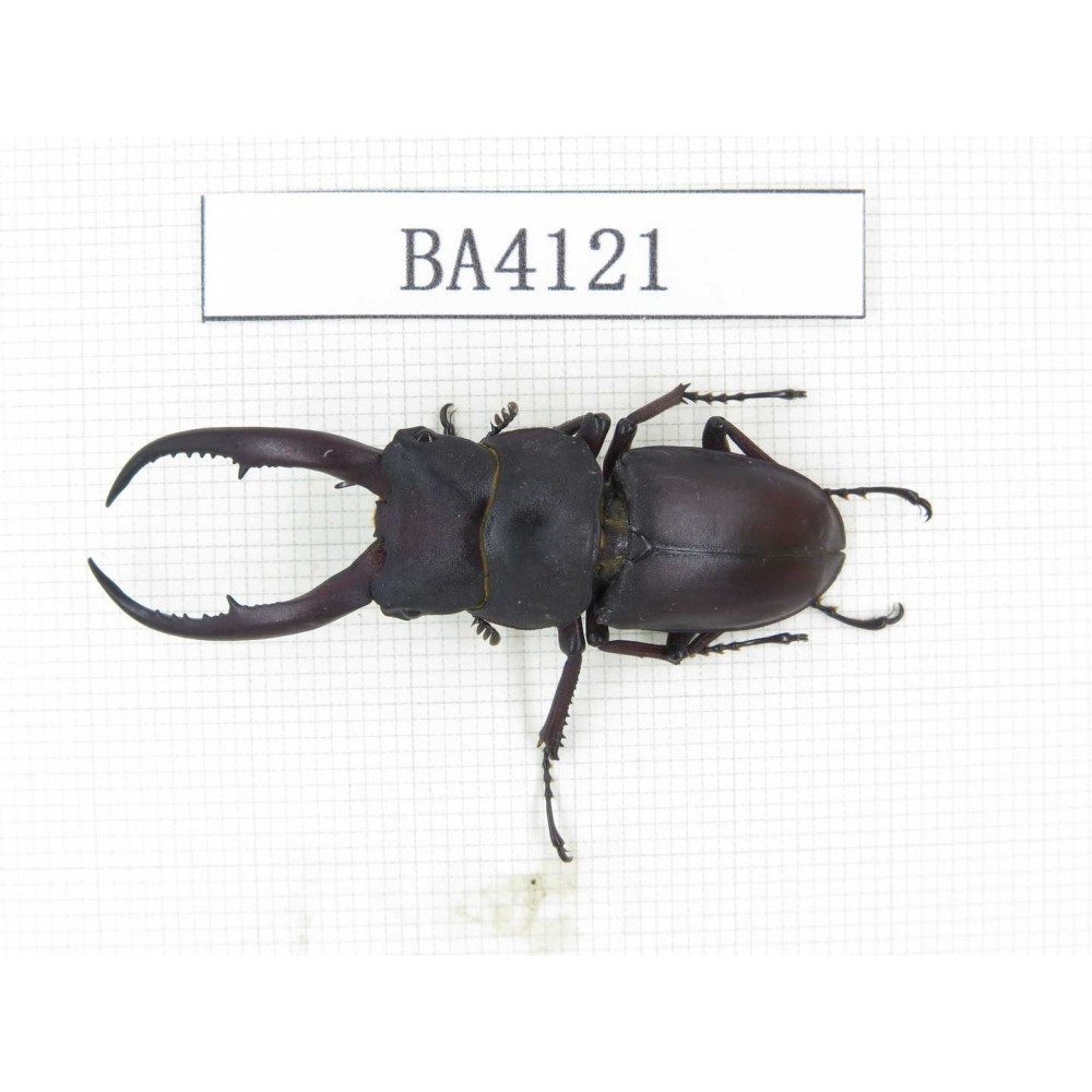 Prosopocoilus sp.  China, Yunnan, Honghe, Jinping county. 1M. BA4121.