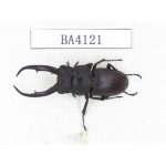 Prosopocoilus sp.  China, Yunnan, Honghe, Jinping county. 1M. BA4121.