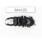 Dorcus sp. China, Yunnan, Honghe, Jinping county. 1M. BA4125.
