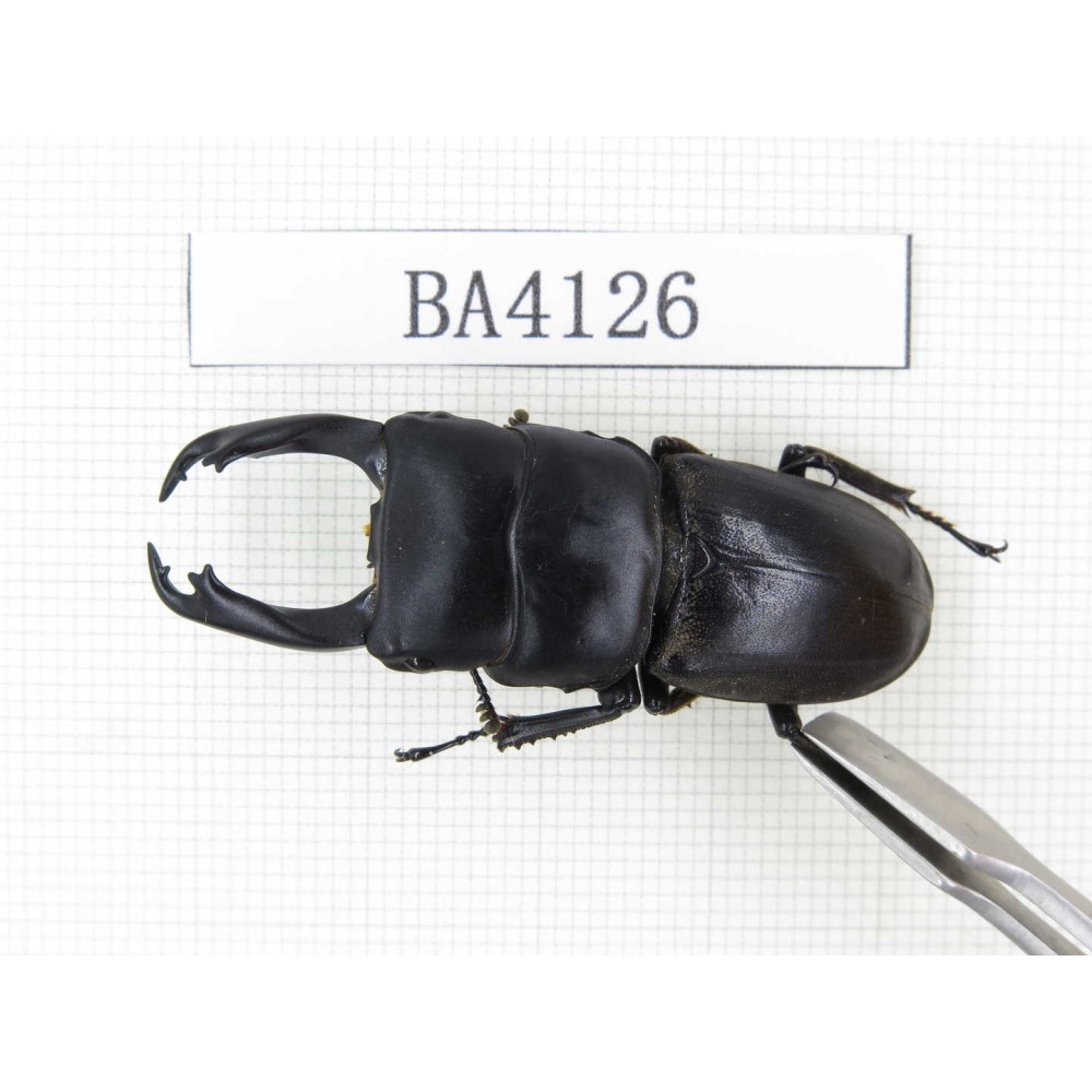 Dorcus sp. China, Yunnan, Honghe, Jinping county. 1M. BA4126.