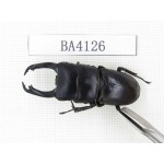 Dorcus sp. China, Yunnan, Honghe, Jinping county. 1M. BA4126.