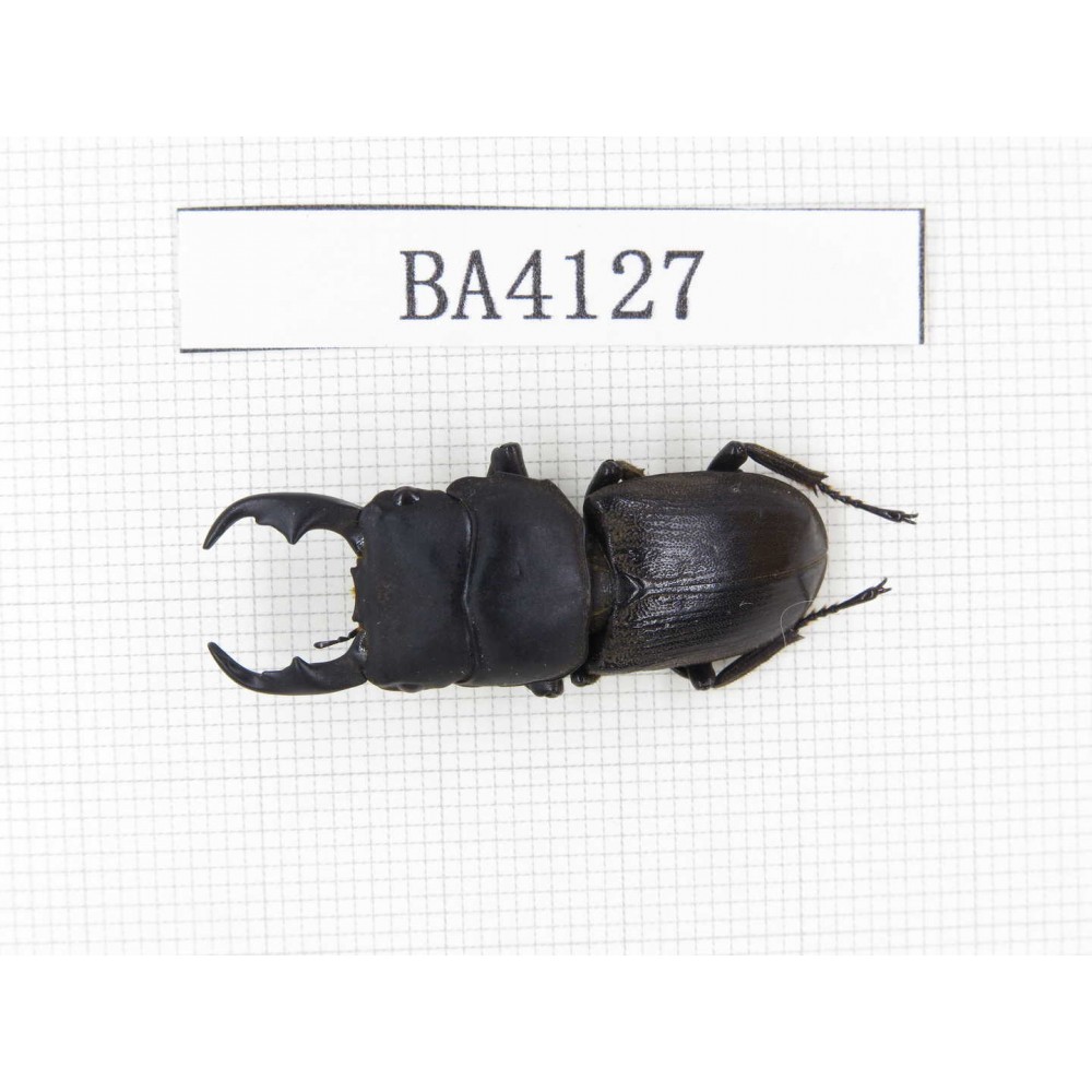 Dorcus sp. China, Yunnan, Honghe, Jinping county. 1M. BA4127.