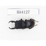 Dorcus sp. China, Yunnan, Honghe, Jinping county. 1M. BA4127.