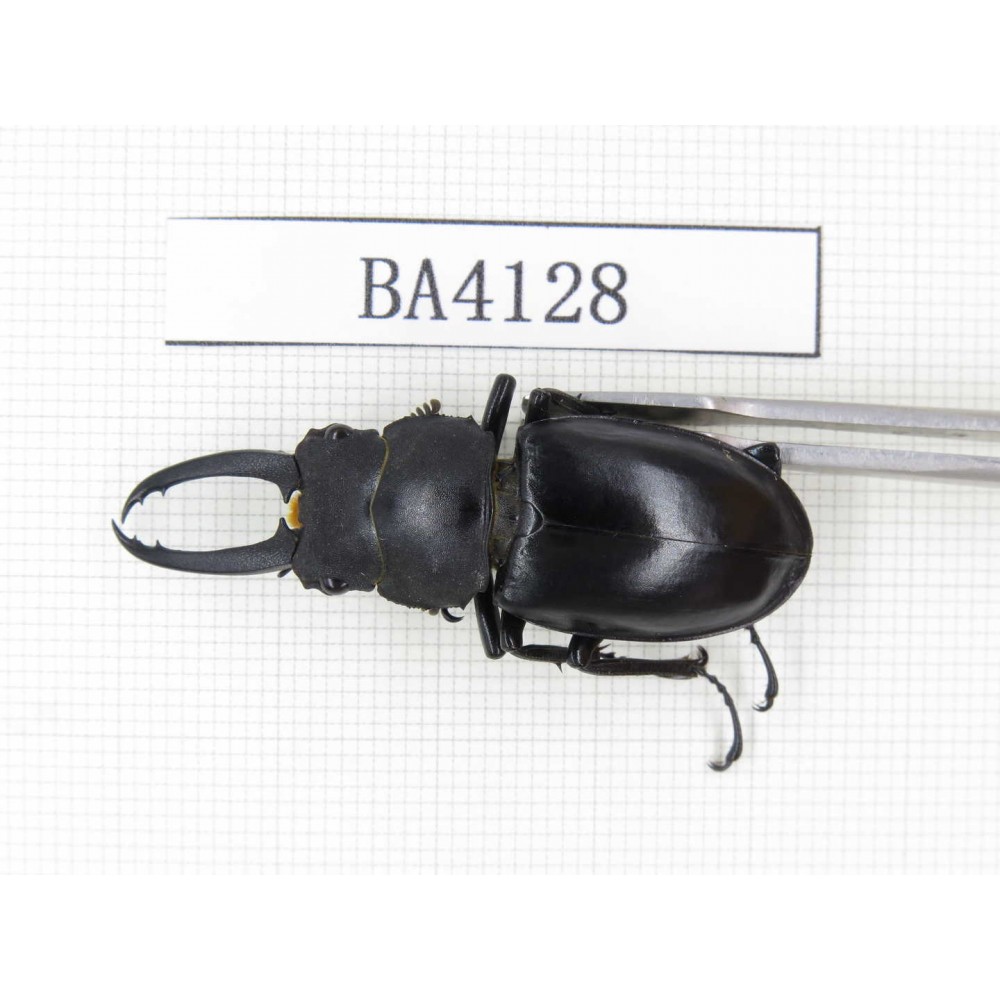 Prosopocoilus sp.  China, Yunnan, Honghe, Jinping county. 1Pcs. BA4128.