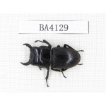 Dorcus sp. China, Yunnan, Honghe, Jinping county. 1M. BA4129.
