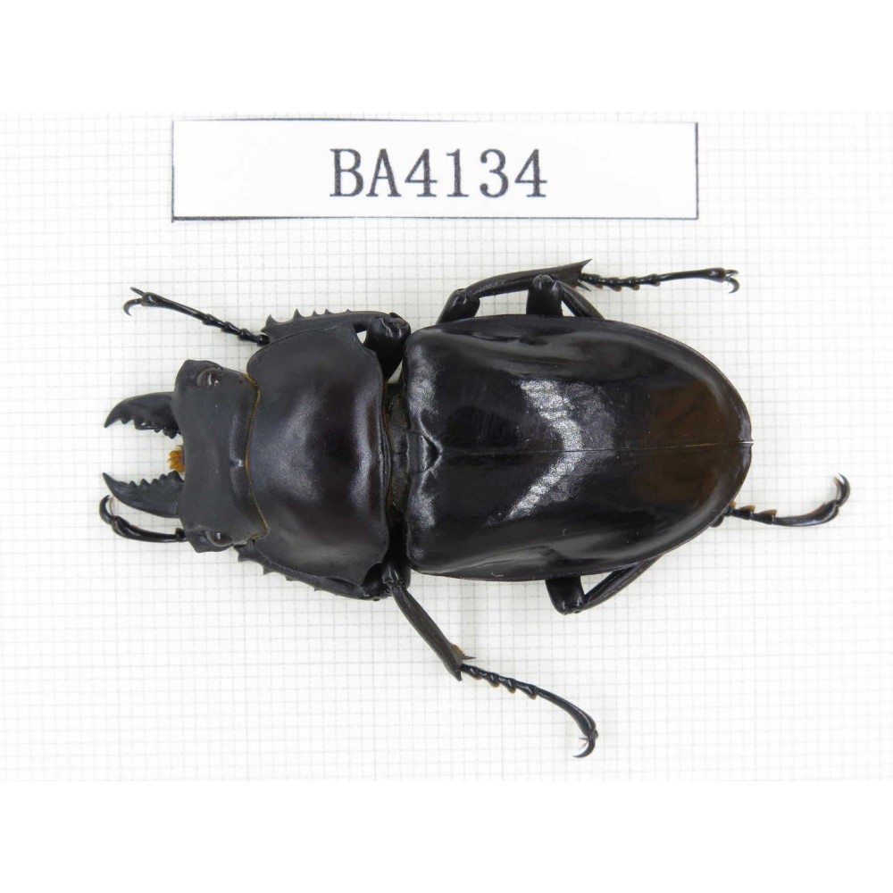 Neolucanus sp. China, Yunnan, Honghe, Jinping county. 1M. BA4134.