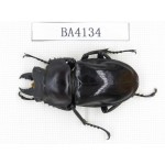 Neolucanus sp. China, Yunnan, Honghe, Jinping county. 1M. BA4134.