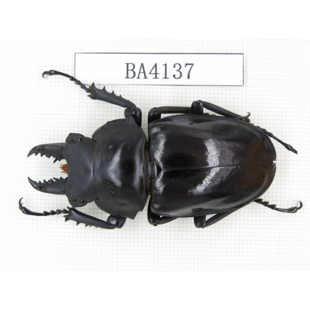 Neolucanus sp. China, Yunnan, Honghe, Jinping county. 1M. BA4137.