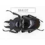 Neolucanus sp. China, Yunnan, Honghe, Jinping county. 1M. BA4137.