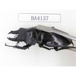 Neolucanus sp. China, Yunnan, Honghe, Jinping county. 1M. BA4137.