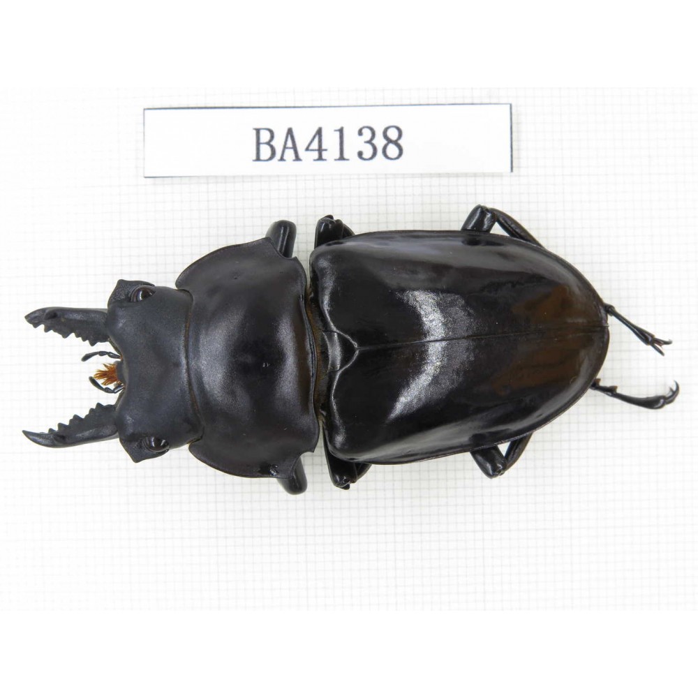 Neolucanus sp. China, Yunnan, Honghe, Jinping county. 1M. BA4138.