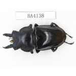 Neolucanus sp. China, Yunnan, Honghe, Jinping county. 1M. BA4138.