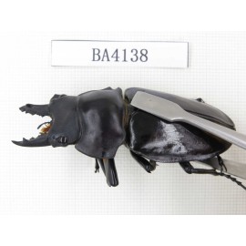 Neolucanus sp. China, Yunnan, Honghe, Jinping county. 1M. BA4138.