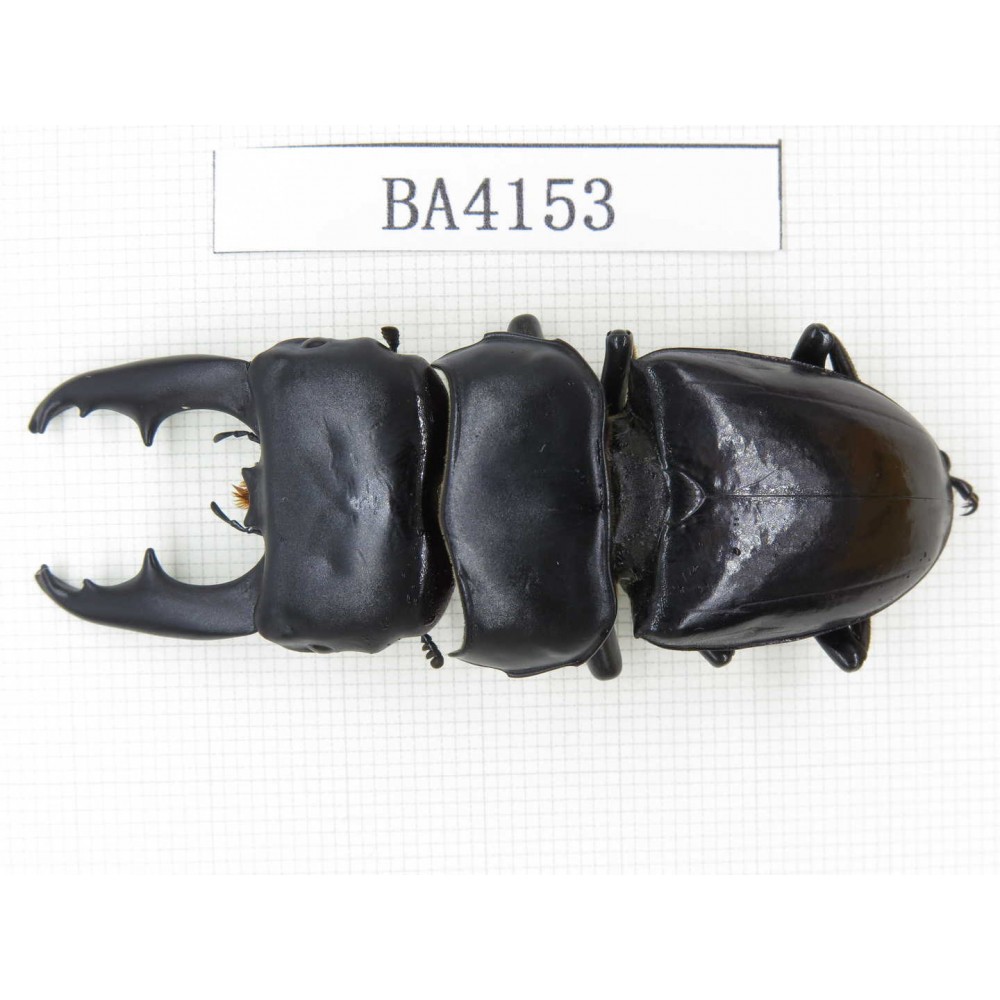 Dorcus sp. China, Yunnan, Honghe, Jinping county. 1M. BA4153.