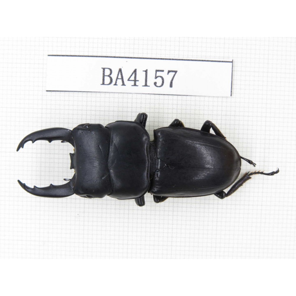 Dorcus sp. China, Yunnan, Honghe, Jinping county. 1M. BA4157.