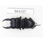Dorcus sp. China, Yunnan, Honghe, Jinping county. 1M. BA4157.