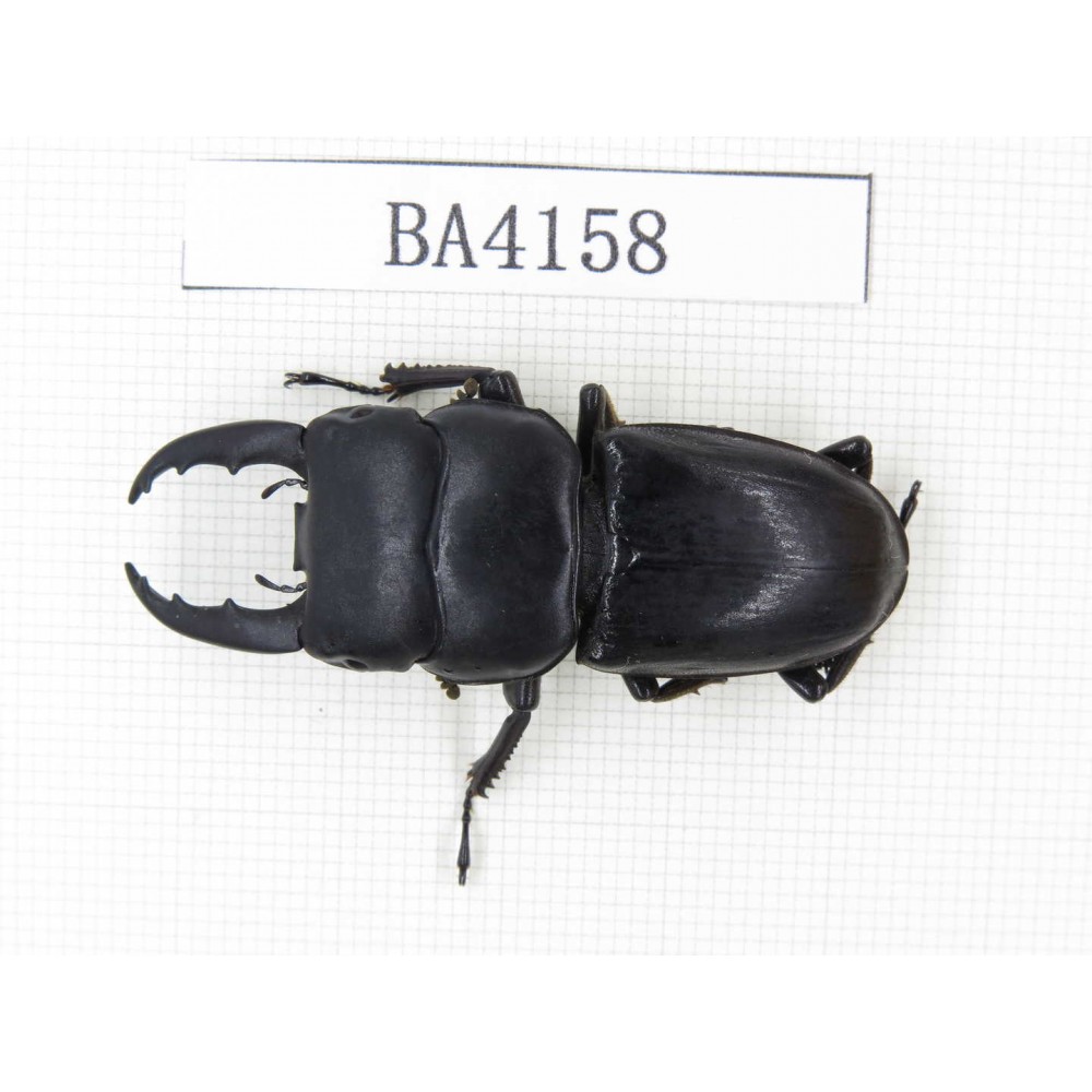 Dorcus sp. China, Yunnan, Honghe, Jinping county. 1M. BA4158.