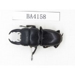 Dorcus sp. China, Yunnan, Honghe, Jinping county. 1M. BA4158.