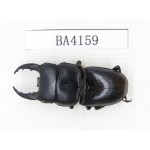 Dorcus sp. China, Yunnan, Honghe, Jinping county. 1M. BA4159.