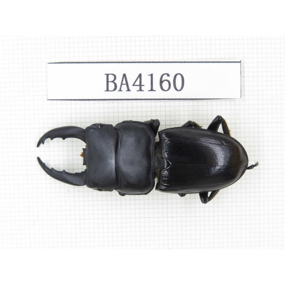 Dorcus sp. China, Yunnan, Honghe, Jinping county. 1M. BA4160.