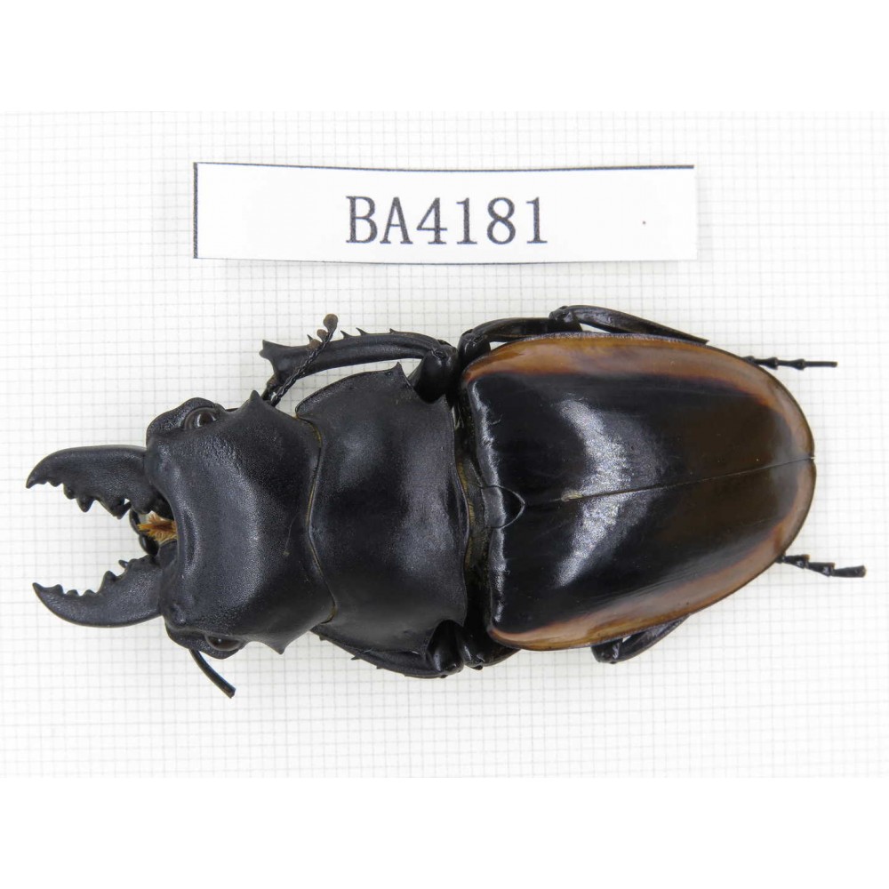 Odontolabis cuvera ssp. China, Yunnan, Honghe, Jinping county. 1M. BA4181.