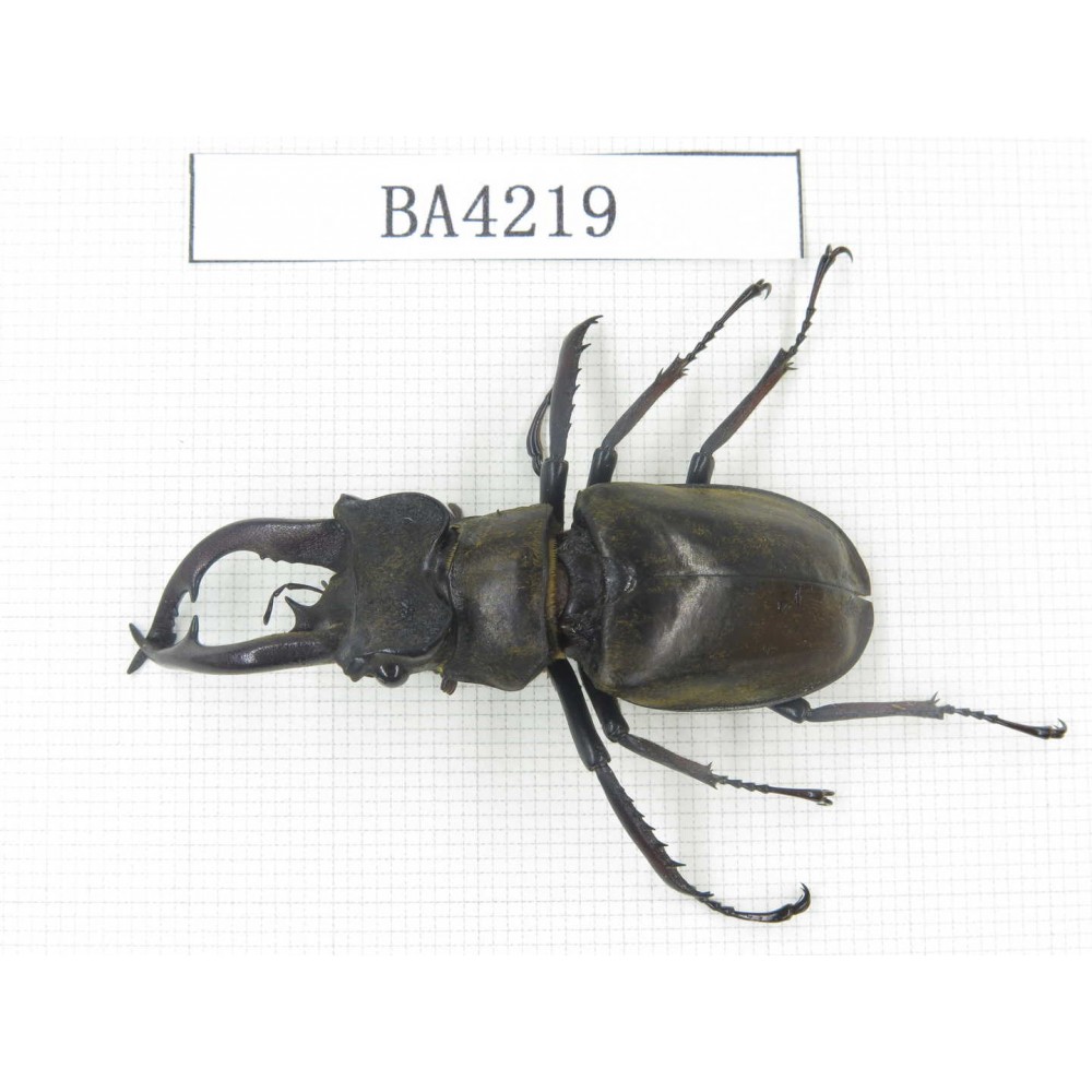Lucanus tibetanus ssp. Myanmar, Kechin, Nanse. 1M. BA4219.