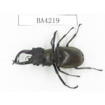 Lucanus tibetanus ssp. Myanmar, Kechin, Nanse. 1M. BA4219.