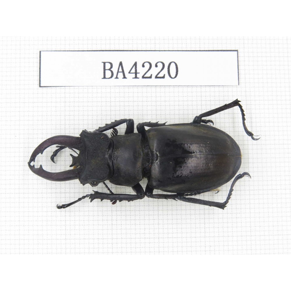 Lucanus fryi. Myanmar, Kechin, Nanse. 1M. BA4220.