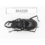 Lucanus fryi. Myanmar, Kechin, Nanse. 1M. BA4220.