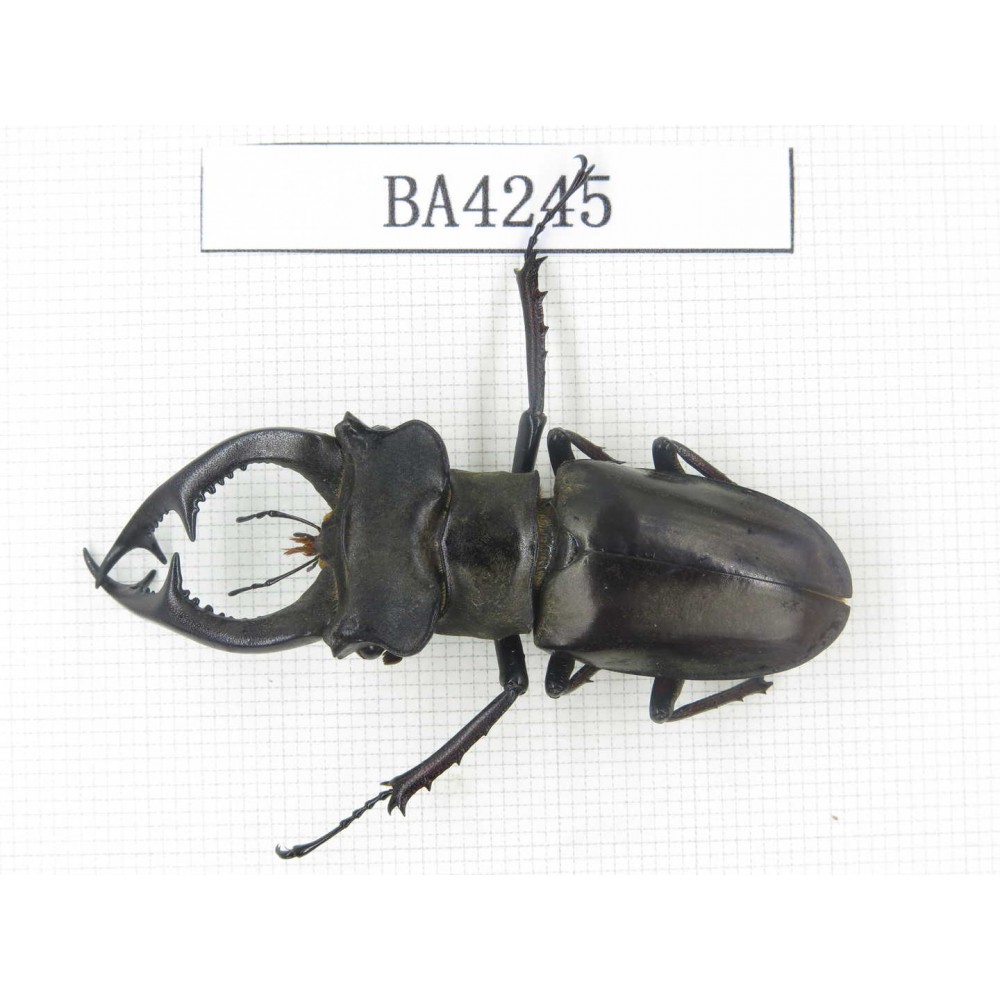 Lucanus prossi. Myanmar, Kechin, Nanse. 1M. BA4245.