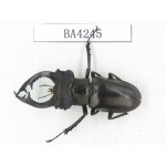 Lucanus prossi. Myanmar, Kechin, Nanse. 1M. BA4245.