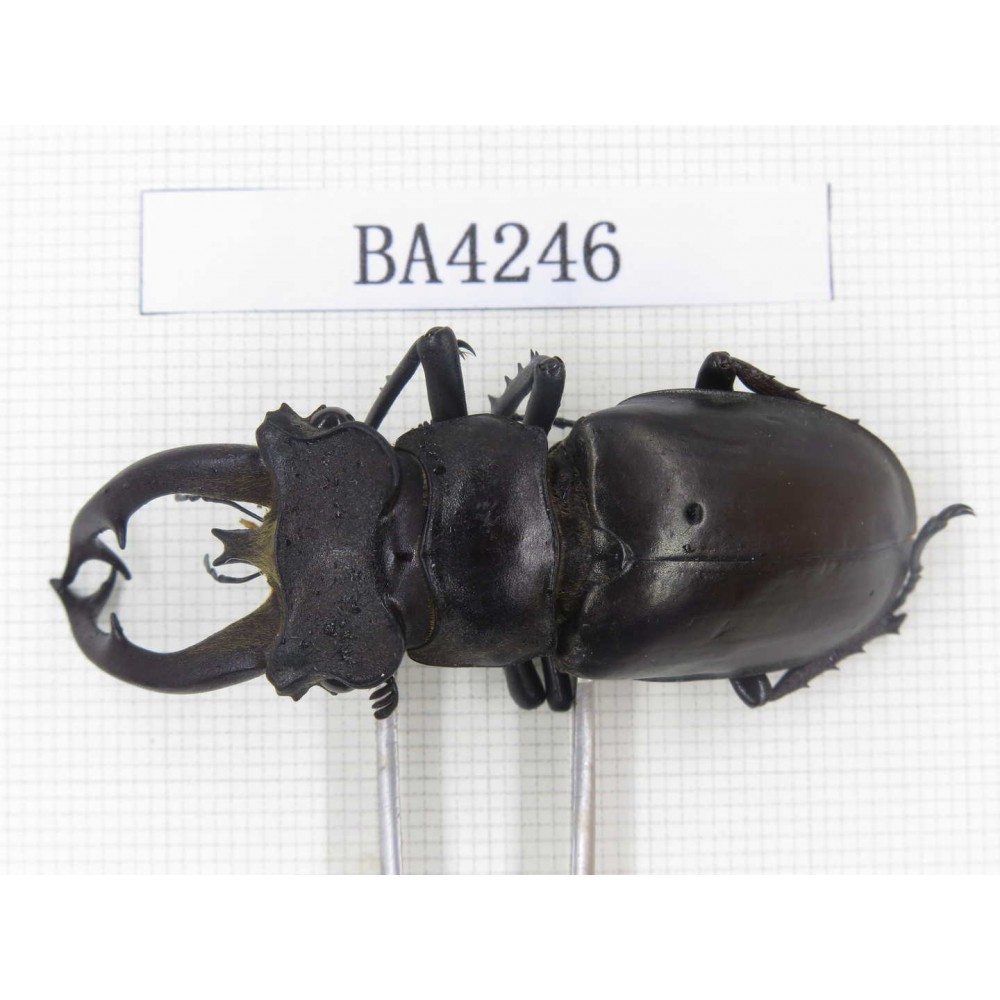 Lucanus fryi. Myanmar, Kechin, Nanse. 1M. BA4246.