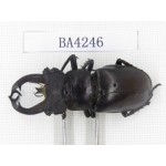 Lucanus fryi. Myanmar, Kechin, Nanse. 1M. BA4246.